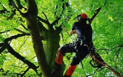 Abattage d’arbre à Thionville en toute sécurité