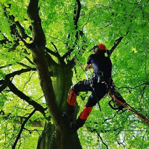 Abattage d’arbre à Thionville en toute sécurité